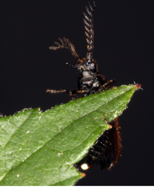 Drilus flavescens - Copyright Denis Bourgeois